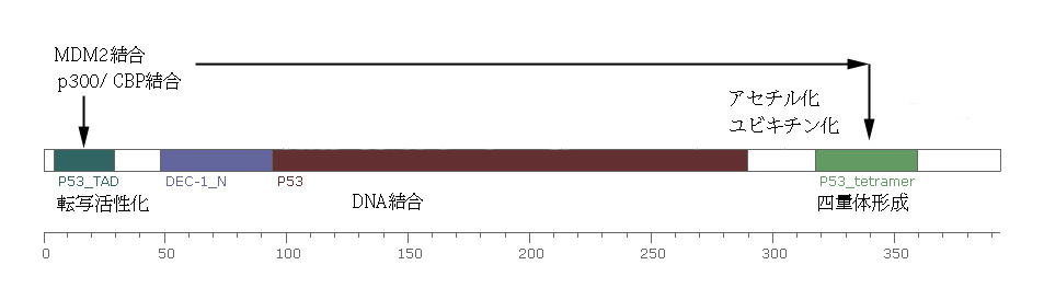 p53protein.jpg