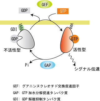 SmallGTPase.jpg