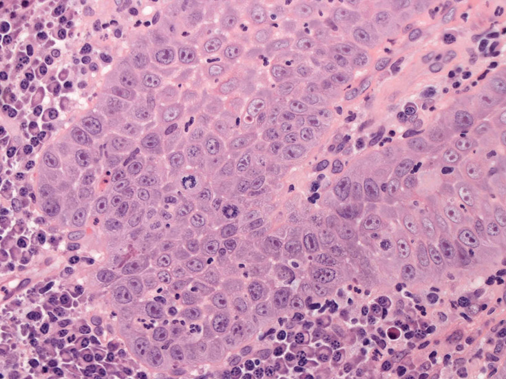 epithelium01.jpg