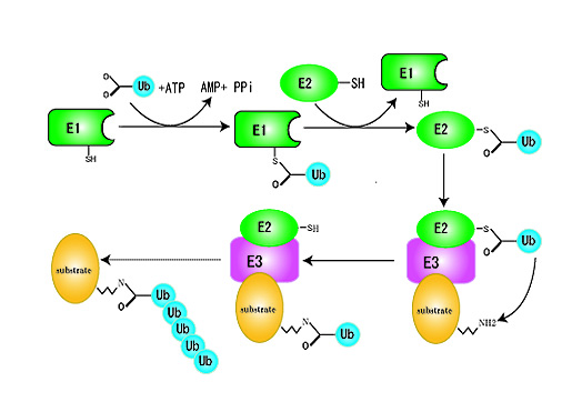 Ubiqutination01.jpg